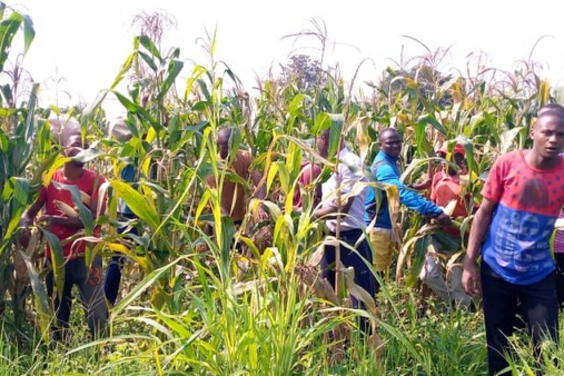 RECOLTE DU MAIS AU GRAND SEMINAIRE DE BUJUMBURA