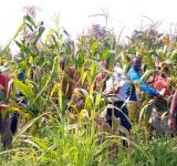 RECOLTE DU MAIS AU GRAND SEMINAIRE DE BUJUMBURA