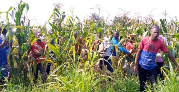 RECOLTE DU MAIS AU GRAND SEMINAIRE DE BUJUMBURA